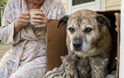 The Old Dog Who Found Three Kittens and Became a Mother Again
