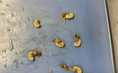 Beware the “Seeds in Your Snack”: How Hidden Threats Can Lurk in Everyday Foods