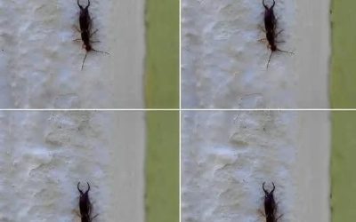 Warning! If You Have Found This Insect in Your Home, It’s a Sign That You Need to Act Immediately