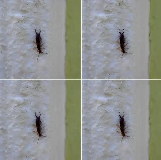 Warning! If You Have Found This Insect in Your Home, It’s a Sign That You Need to Act Immediately