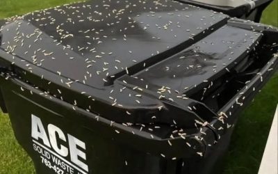 Tiny White Rice-Like Creatures on Your Trash Can? Here’s What They Probably Are