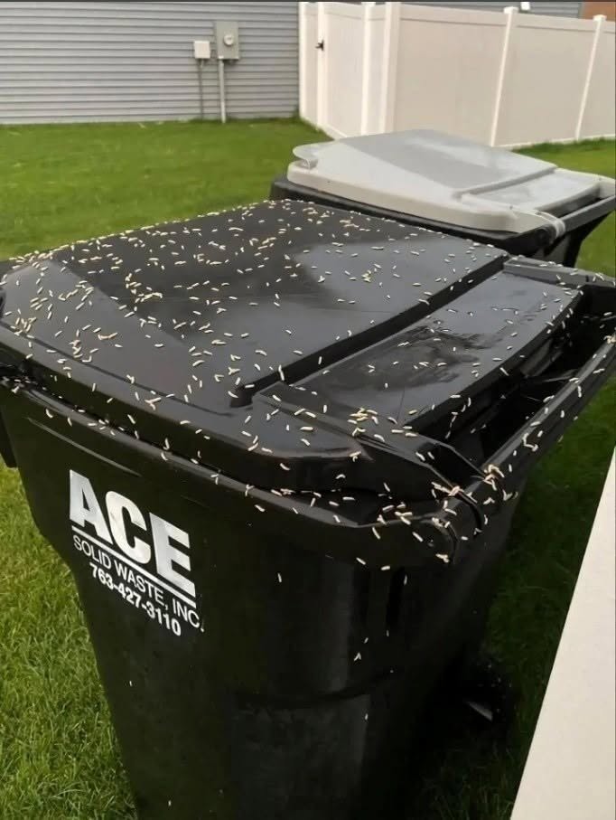 Tiny White Rice-Like Creatures on Your Trash Can? Here’s What They Probably Are