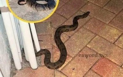 If you find this animal in your house, it has a special meaning.