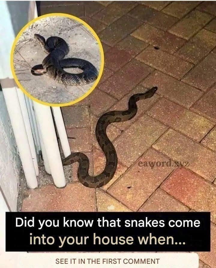 If you find this animal in your house, it has a special meaning.