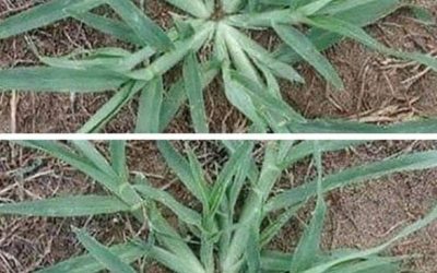 Never uproot this plant if it appears in your garden.